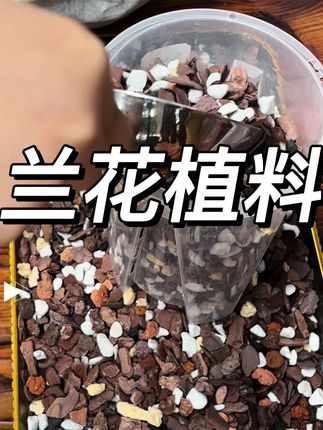 养兰别用普通土!烂根、长势差全因它
