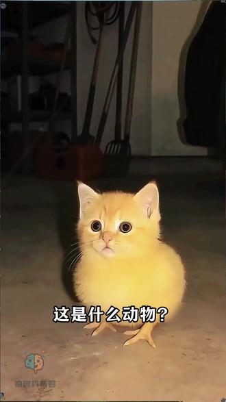 带你认识8种奇怪的动物 #奇葩动物 #涨知识