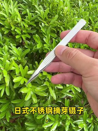 日式不锈钢摘芽镊子