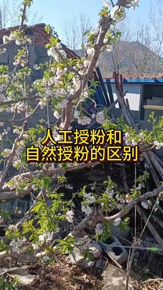 人工授粉有什么好处 人工授粉和自然授粉的区别在哪里,有什么好处呢#樱桃 #樱桃管理 #三农 #郑氏化工樱桃方案