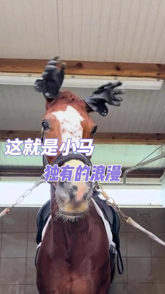 原来马生气的时候会一屁股坐地上 #马 #万万没想到