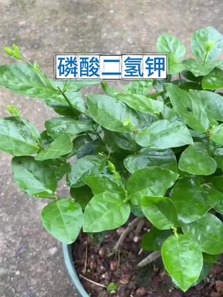 如果你家的花开得不好,那就试试这个磷酸二氢钾,它是一种高磷高钾肥,可以促进植物花芽分化,开花更多更鲜艳。#磷酸二氢钾 #磷酸二氢钾使用小妙招 #养花小知识