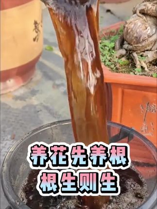 养花先养根,根生也生,根旺花才旺#养花小知识 #种植小技巧 #家庭种植 #家庭园艺 #养花