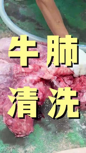 带大家看看我们源头工厂的牛肺是如何清洗牛肺的#牛杂 #源头工厂 #供应链 #牛肺