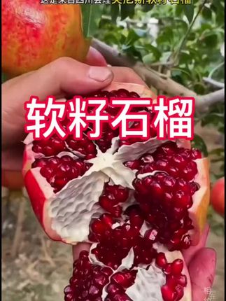 不用吐籽的石榴你们吃过吗?咱们家的软籽石榴成熟了,个个都是这样好的品质,粒粒饱满,汁水充足,吃起来特别过瘾。如果你也喜欢吃这样好吃的石榴,就赶紧下单吧,#软籽石榴,四川会理软籽石榴#优质水果