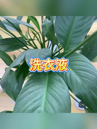 #洗衣液 #洗衣液推荐 #真丝洗衣液