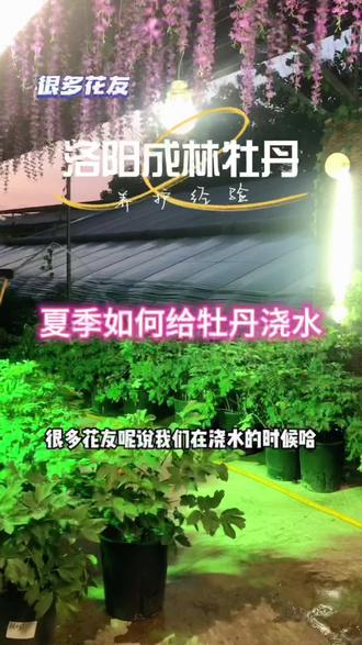 夏季如何给牡丹浇水#爱生活爱养花 #花卉基地 #花卉绿植 #基地直发 #鲜花原产地优选