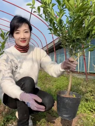 砂糖橘树苗
