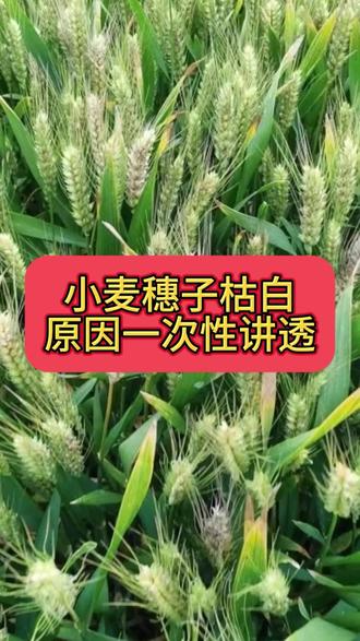 小麦穗子枯白,原因一次性讲透 #小麦种植 #小麦白穗 #小麦管理 #小麦穗期管理 #分享农业知识帮农民增产增收 @DOU+小助手 @DOU+上热门