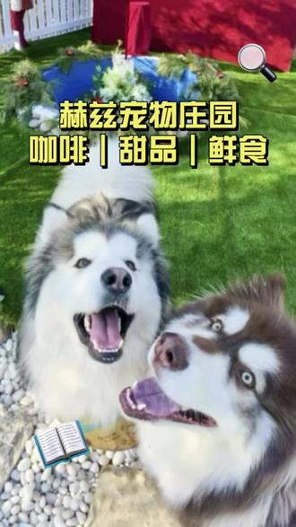 “尿王”少爷的赎罪日:从闯祸到天堂#我和它的365件小事 #生活服务热点中心 #宠物 #青岛宠物友好 #宠物乐园