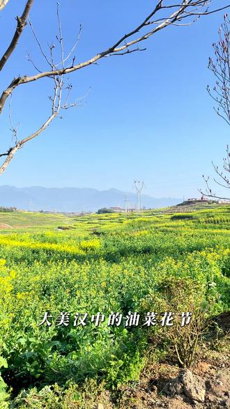 #汉中油菜花 #鲜味人知 #放牛娃庭院餐厅 工作搞晚了,给大家汇报一下油菜花节的路通了,放牛娃的路也通了。