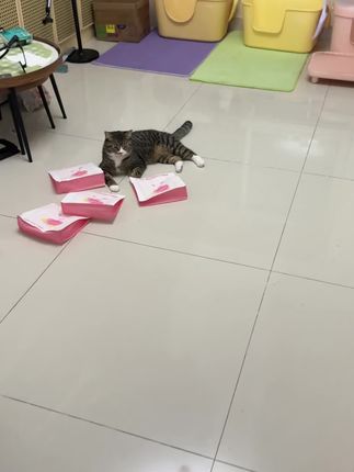 这个是实测,而且一箱8包更便宜#萌宠好物 #养猫新手 #lucky实测推荐