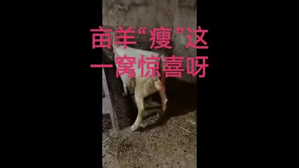 #原创#原声#多视角#养殖分享#母羊产仔
再发个原声是不是更真实?养羊的朋友们:你们的单只母羊每窝产几只羊仔才能保本?欢迎讨论!