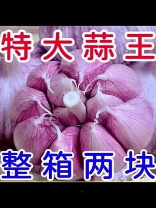 2024新蒜大蒜正宗紫白皮大蒜大蒜头干蒜5斤紫白皮干大蒜干大蒜1斤#大蒜 #大蒜头