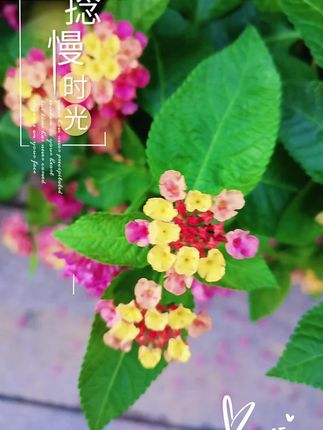 #好看的花分享给大家