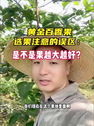 如何挑选好吃的黄金百香果?#优质农产品 #抖音新农人 #助力三农 #果园管理