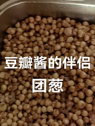 团葱圆葱头