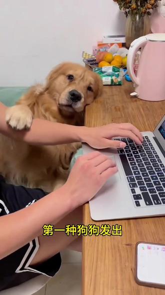 快来学狗语,要不然他让你亲亲抱抱你都不知道#狗狗 #养狗人 #养狗小知识 #养狗经验分享 #宠物科普
