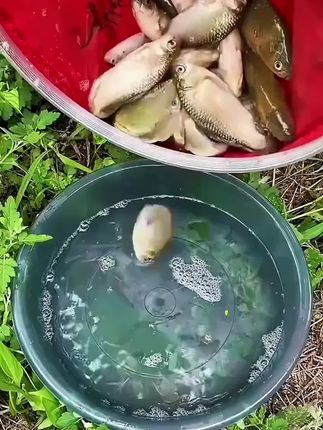 渔之源活鱼桶鱼护桶一体成型加厚硬壳钓鱼桶钓鱼箱多功能可折叠#钓鱼 #钓鱼桶 #露营 #钓鱼桶分享 #钓鱼桶推荐