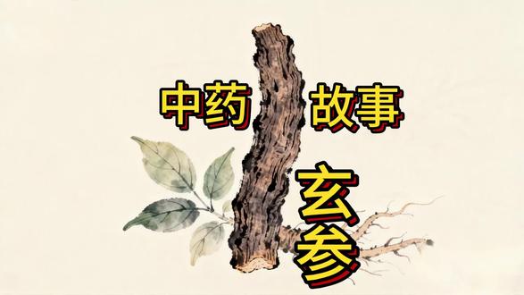 听故事·学中药|玄参
玄参别称元参,色黑质润,自古载于本草典籍,是传统草木药材中的一员。#中药玄参 #元参 #千年本草 #玄参故事 #识本草