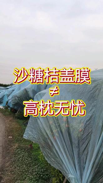 #盖膜后沙糖桔还出问题?90%的人忽略了这几点!