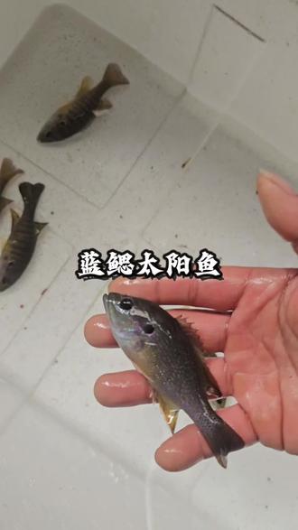 这是很多钓鱼人都讨厌的太阳鱼!其实它很好吃还极具观赏性!不仅外表艳丽而且互动性好!几天就能养熟!低温高温都能养活!价格低廉!性价比高!#太阳鱼 #蓝鳃太阳鱼 #观赏鱼 #养鱼日记 #強戈的原生鱼