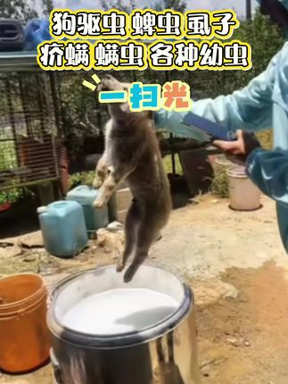 注意了!狗狗夏天必须要驱虫。虫子不驱掉。狗狗受罪不说,狗厂还互相传。咱可以用除赖灵泡一泡。狗厂家狗都非常方便厂家福利。给爱犬们驱虫吧。#养狗人 #养狗经验分享 #狗狗 #爱狗人士 #养宠知识