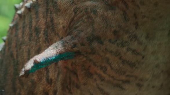 恐龙的小短手是干嘛用的? #恐龙 #知识科普