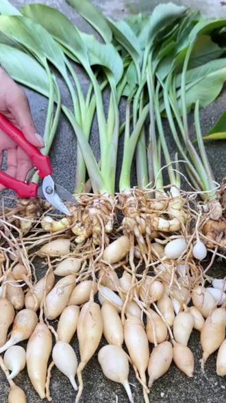 每天认识一种中药材——莪术! 莪术辛苦温,归肝、脾经,为药食同源常用之品。《开宝本草》载其 “主心腹痛,中恶疰忤”,《药性论》言其 “通月经,消瘀血”。含挥发油、姜黄素等成分,可温和疏解体内瘀滞、调和气机,适合气机郁滞、脉络不畅者日常轻柔食疗调理。#莪术 #调理身体 #健康科普 #中药材 #中医养生