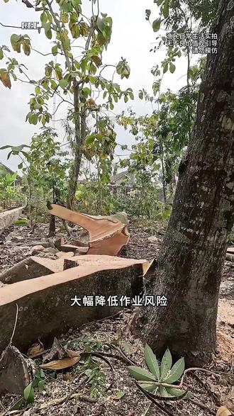 大树长巨型板根难下锯,老师傅分层切缺口,稳稳控制树木倾倒方向 #真实户外