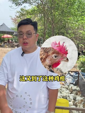 #养鸡人 #养鸡知识分享 #养鸡小妙招