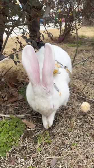 #一只大白兔
奶糖是一只母兔兔呢😁