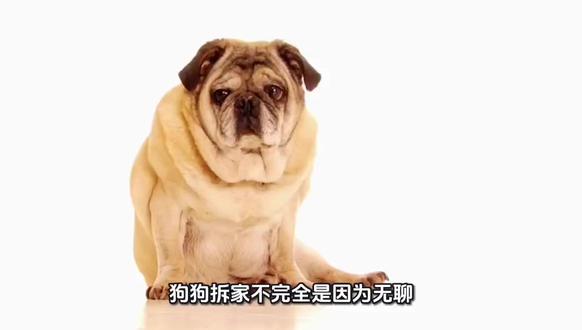 狗狗拆家原因解析 #狗 #养狗经验分享 #萌宠 #养狗的乐趣 #宠物