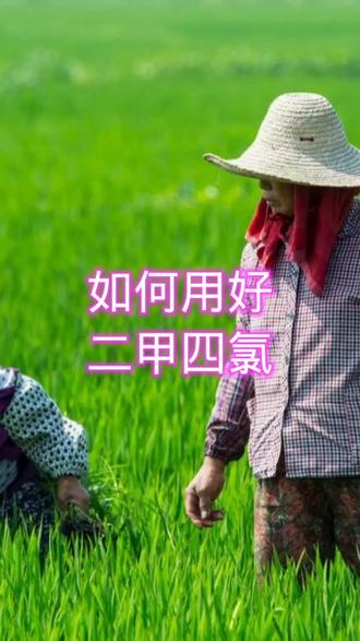 如何用好二甲四氯#三农 #农药 #除草