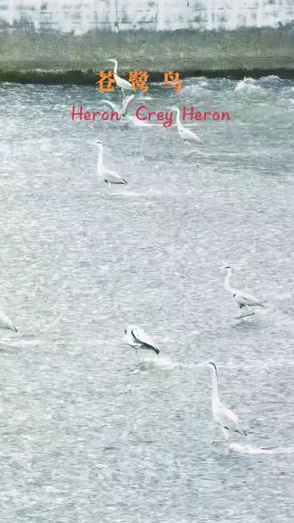 苍鹭,又叫洗脚鸟一一九眼桥旧址 成都九眼桥的苍鹭支棱新地标📸
家人们谁懂啊!在成都九眼桥附近溜达,居然偶遇了川大博物馆对面的“洗脚鸟”——苍鹭!这货简直就是城市生态里的“优雅绅士”,每次出现都自带BGM、相机来一场美滋滋的摄影。
有的可是动用了“家伙”,Canon R5+70-200mm F2.8,这组合简直就是为城市生态摄影量身定制的!苍鹭那细腻的羽毛在阳光下泛着金属光泽,每一根翎毛都像被上帝精心雕琢过,用专业术语来说,这羽化效果简直绝了!
你们知道吗?苍鹭这家伙虽然看着高冷,但其实是个“吃货”,经常在水边埋头苦找食物。悄悄靠近,它居然一点都没察觉,还在那优哉游哉地踱着方步,哈哈,这“视而不见”的功夫也是绝了!
不得不说,成都九眼桥这边生态环境是真的好,能偶遇苍鹭这种“生态大使”,简直不要太幸运!下次再来,说不定还能邂逅更多“城市隐士”,想想就有点小激动呢!
现说说苍鹭吧一一苍鹭是鹈形目鹭科鹭属的大型涉禽,学名*Ardea cinerea*,广泛分布于中国各地水域,因常静立捕鱼被称为“长脖老等”。
形态特征与生活习性
外貌:体长 0.75-1.1 米,体重 0.9-2.3 千克,上半身灰色,腹部白色,头顶有黑色羽冠如辫子,喙黄色,脚黑色 。
习性:栖息于江河、湖泊及海岸浅水处,主要以小型鱼类、甲壳类为食,捕食时极具耐心,常长时间静立 。
迁徙:部分种群为候鸟,繁殖季结束后南迁越冬,如北京翠湖湿地的苍鹭会飞往天津、山东等地 。
保护级别与文化寓意
保护现状:2023 年列入中国《有重要生态、科学、社会价值的陆生野生动物名录》(“三有”动物),IUCN 评级为无危(LC),部分地区如河北列为重点保护 。
文化象征:在中国传统文化中,苍鹭与莲花、芦苇组合寓意"一路连科",象征仕途顺遂;与蝙蝠搭配寓意“一路福星”,代表平安吉祥 。