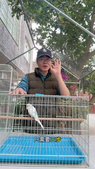 救命!这个虎皮鹦鹉上手教程,也太好用了吧 #虎皮鹦鹉 #鹦鹉 #虎皮鹦鹉上手 #3天搞定鹦鹉上手 #养鹦鹉干货