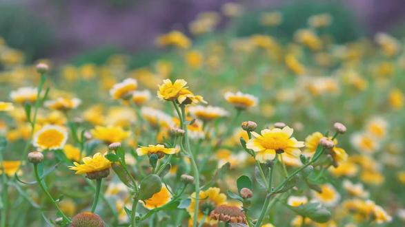 老祖宗的驻颜养元法:击探天鼓 + 拭摩神庭,每天做一做超养身 #古法养生 #居家养生 #养元气 #驻颜护肤 分享两个简单易操作的古法养生妙招 —— 击探天鼓和拭摩神庭,无需器械、低成本就能做,兼顾养元气与润容颜。击探天鼓以手心紧按耳门,手指击打后脑,让耳中发出洪亮持续的声响,每日做三次,能滋养下丹田,若声响散乱断续,便是元气不集中,需调整手法梳理。拭摩神庭则是常以双手在面部来回摩擦,让热量均匀分布、面部温热通透,坚持可让面色有光泽,减少皱纹色斑,长期坚持五年更能让面色红润如少女。这一方法契合 “山泽通气” 的养生理念,能让面部气血充盈不耗散,关键在于勤做坚持,才能达到理想效果。