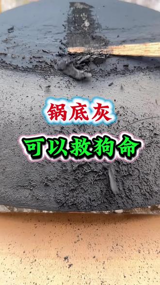 锅底灰在养狗中的妙用#狗狗 #宠物 #驱虫 #养狗经验分享 #萌宠