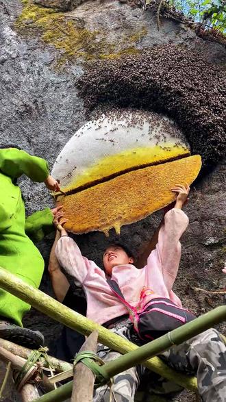 梦见野生蜂蜜从蜂巢流出来了(梦见蜂蜜流到地上什么意思) 梦见野生蜂蜜从蜂巢流出来了(梦见蜂蜜流到地上什么意思)