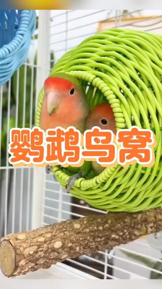 天气变暖,赶紧把家里不透风的棉布鸟窝扔了吧!#藤编鸟窝 #草窝 #鸟笼鸟具 #好物推荐