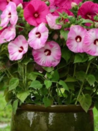 【逸棵多年生芙蓉葵四季种开花阳台庭院:/ 花卉盆栽自然美观基地发货】#视频同款 #好物分享 #植物花卉
