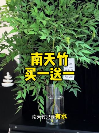 水培南天竹买一送一 一颗拥有一片小森林~有水就能活!不论陈列售卖还是包花都可可以哦#南天竹 #室内绿植 #花店 #养花小知识 #水培绿植