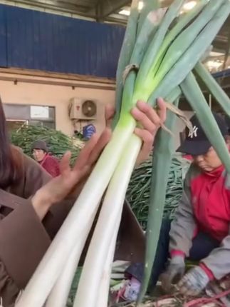 葱白长又直,葱叶短又香!高甜脆白,生吃清甜不呛口#大葱 #优质农产品 #助农行动