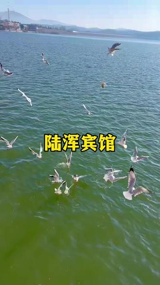 真的太惬意了,都来陆浑宾馆喂海鸥吧,这里又能唱歌,拍照打卡,还能吃饭,轩得得#陆浑宾馆 #吃喝玩乐dou起来