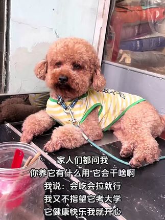 它健康快乐我就很开心#有只小汪汪