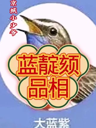 #靛颏 #蓝靛颏 #靛颏鸟食@京城小少爷
