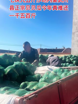 朋友们,你们知道吗?这个季节正是吃南瓜的好时候,尤其是这种来自内蒙古的头茬露天贝贝南瓜,真的是好吃到停不下来啊!它不仅口感绵密,味道甘美,而且营养丰富,吃起来又香又甜,让人回味无穷。如果你也喜欢吃这样的好品质的贝贝南瓜的话,就赶紧下单试试看吧!#我为家乡农产品代言 #新农人计划 #农产品 #陈平安家庭农场