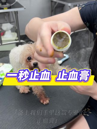 在家再也不用担心给狗狗剪出血的问题 哪怕是工作多年的老美容师,也会给狗狗的指甲剪出血,宠物店同款止血膏,养宠家庭和宠物店常备#养狗分享 #养狗经验 #新手养狗 #养狗经验分享养狗知识 #萌宠