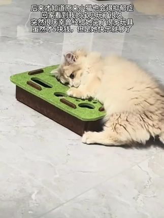 #萌宠出道计划 #养猫人 #小奶猫 #毛孩子的日常 #猫咪玩具