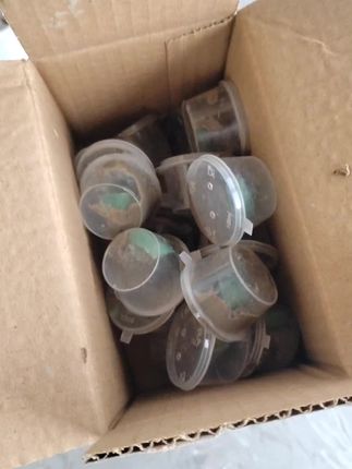 迷你辣椒蟹 清理鱼便 缸底饲料残渣 青苔藻类 号称水族清洁工 好养耐活 #入秋的第一只蟹